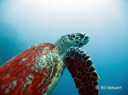 A sea turtle swims right past me on it's way to the surfa... by Bill Stewart 